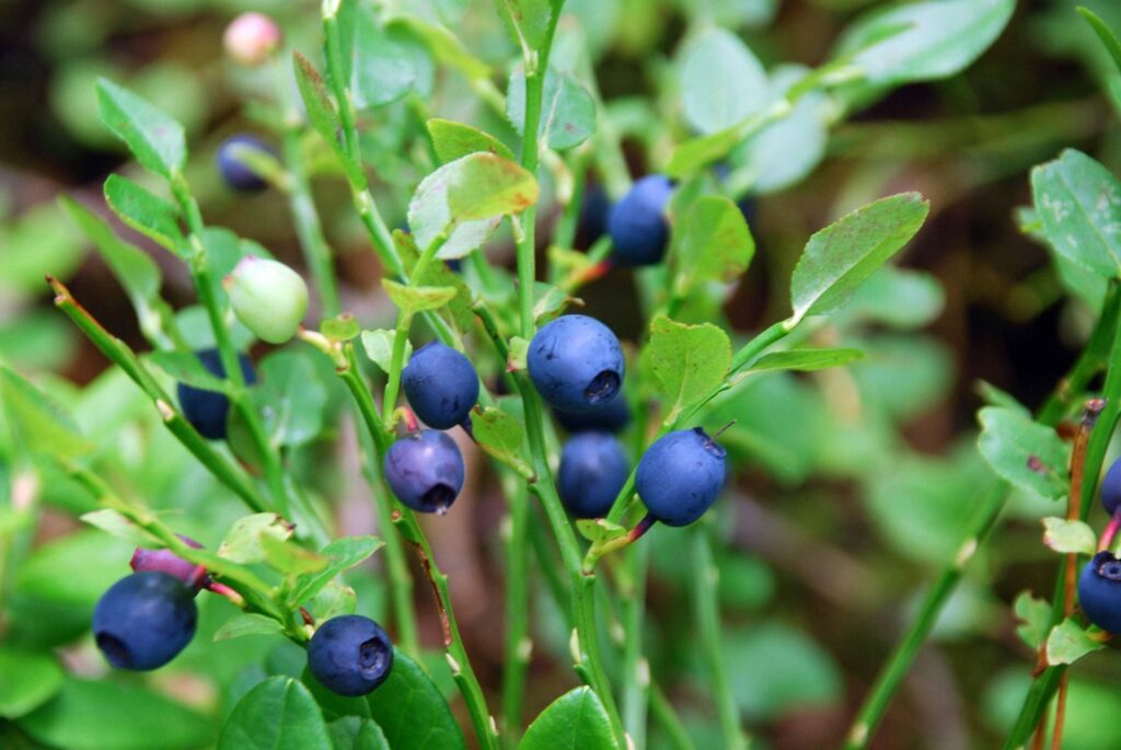 korduv toitumisnõustamine
