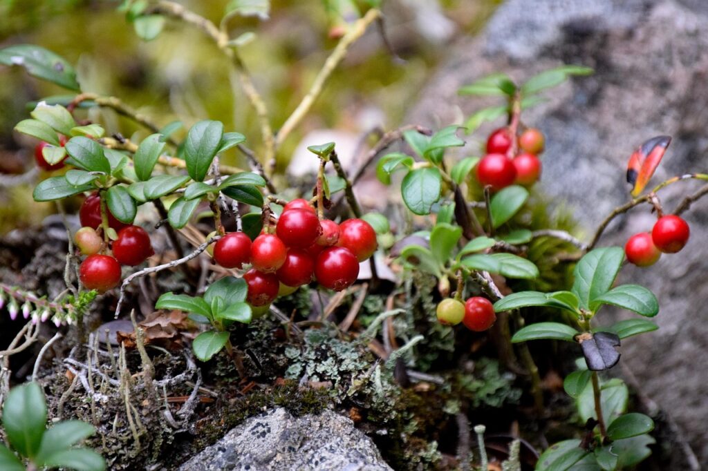 Korduv toitumisnõustamine